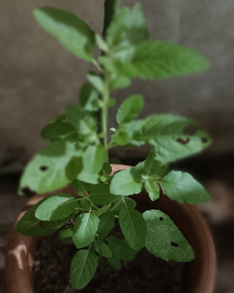Holy Basil