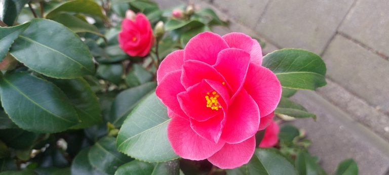 Shopping - My Actifit Report Card: March 7 2026