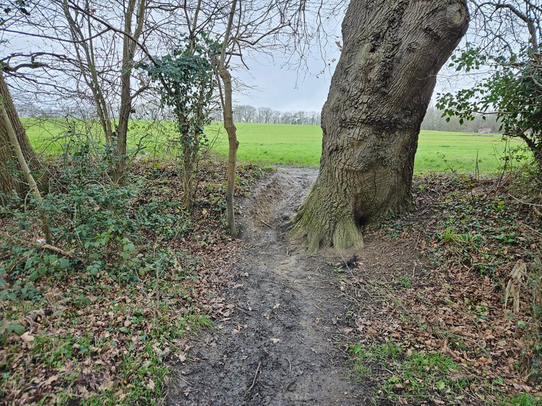 The rain has returned!  : My Actifit Report Card: March 6 2026