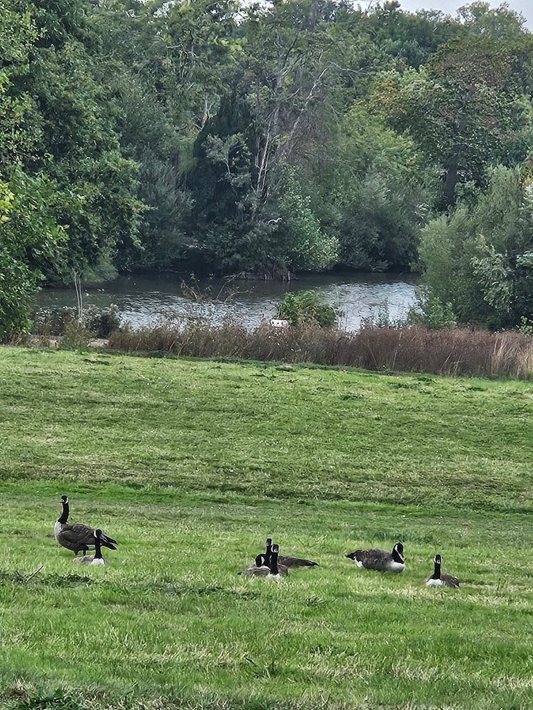 Afternoon walk in the meadows  : Actifit Report Card: September 29 2026