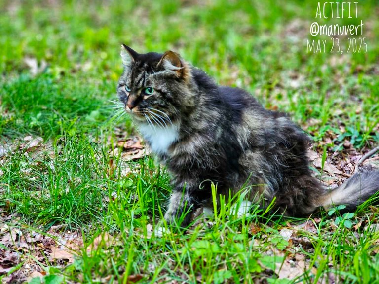 It's Caturday! - My Actifit Report Card: May 23 2025