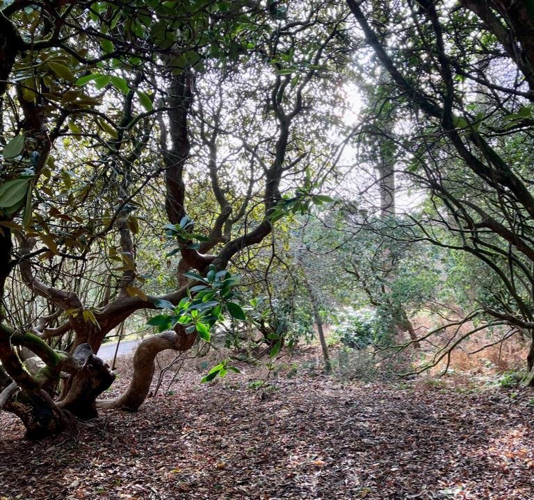 Wet & App woes! My Actifit Report Card: January 22 2026