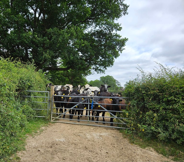 Getting lost in the countryside  : My Actifit Report Card: June 25 2025