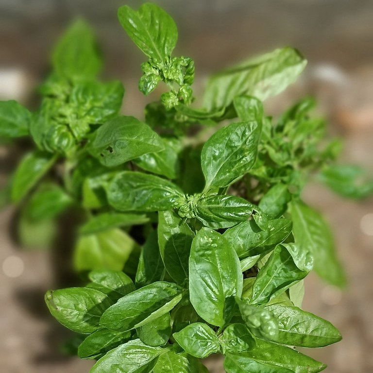 Stunting Sweet Basil π
