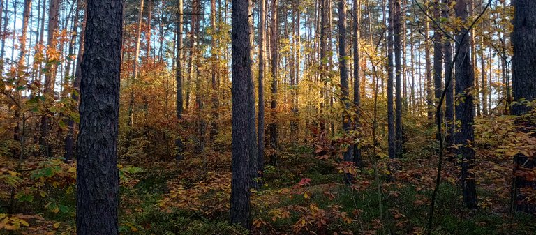 My Actifit Report Card: October 25 2026l