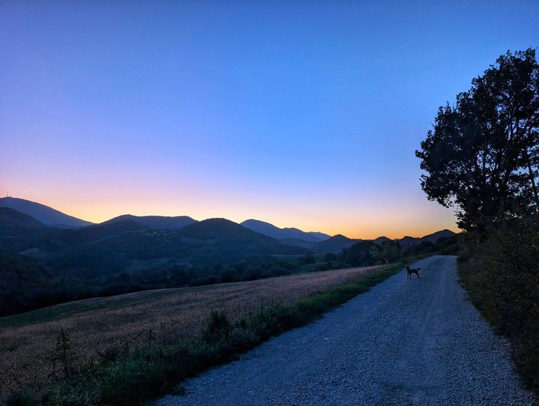 Sunset walk with Choko on the gravel road