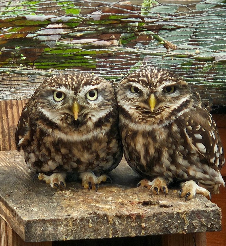 Look into my eyes!  :   : My Actifit Report Card: April 11 2026