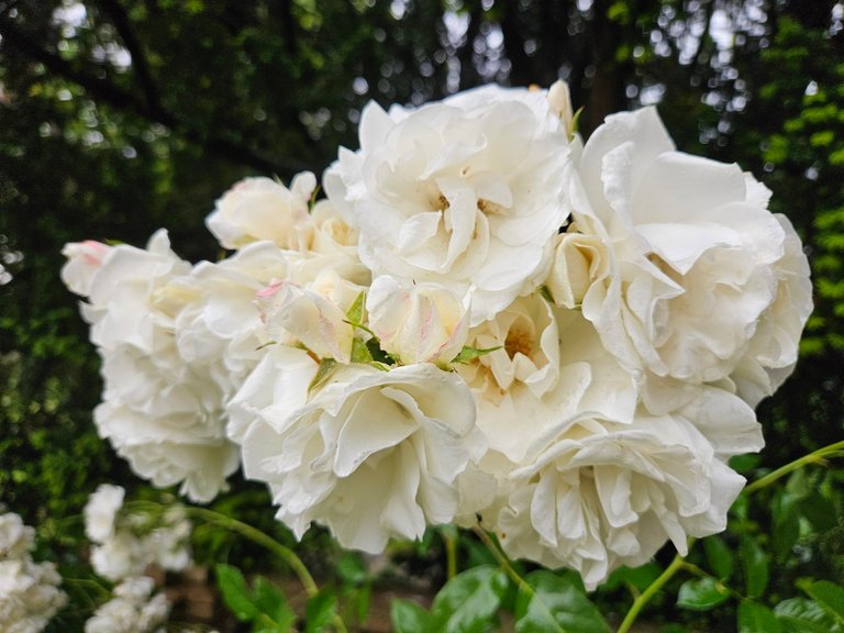 Roses in bloom : My Actifit Report Card: June 2 2026