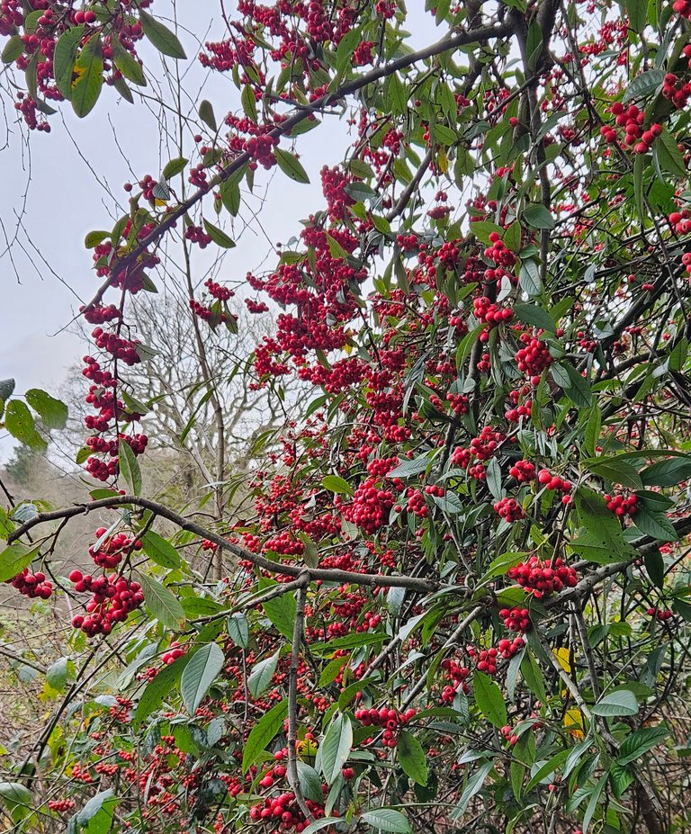 My Actifit Report Card: January 2 2026