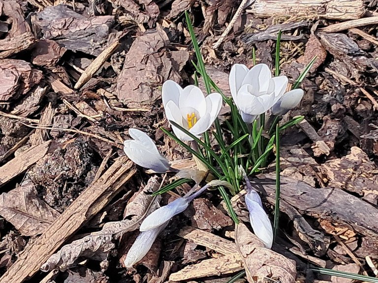 My Actifit Report Card: March 22 2026