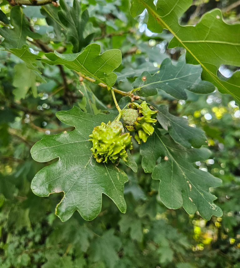 The oak knopper gall : My Actifit Report Card: July 12 2026