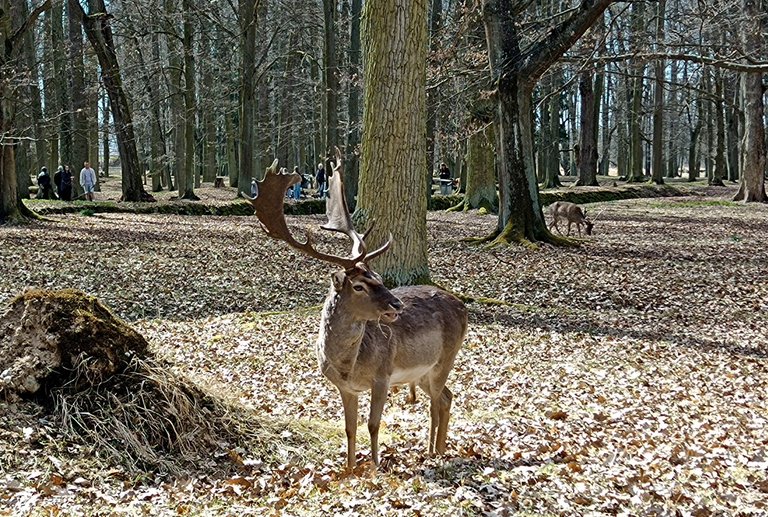 My Actifit Report Card: April 15 20268