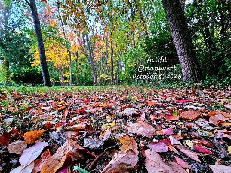 My Actifit Report Card: October 8 2026