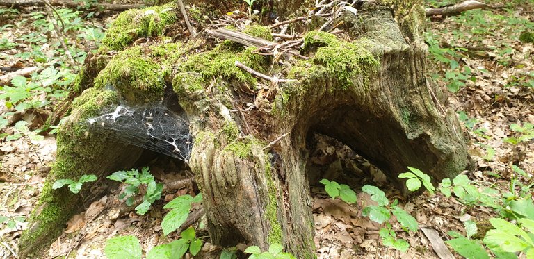 Mysterious Trunk