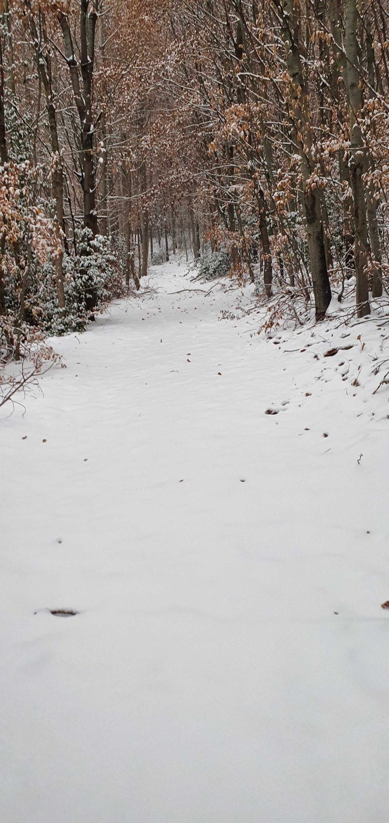 Erster Schneespaziergang: December 15 2022