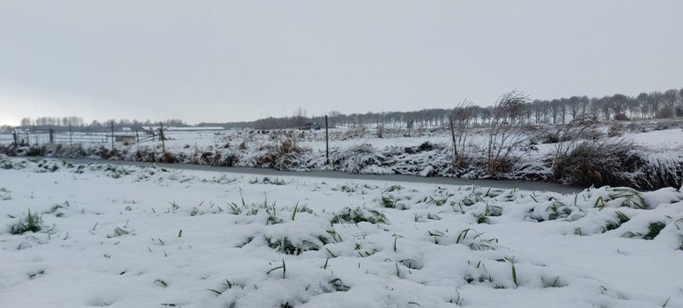 Building a snowman - My Actifit Report Card: January 3 2026