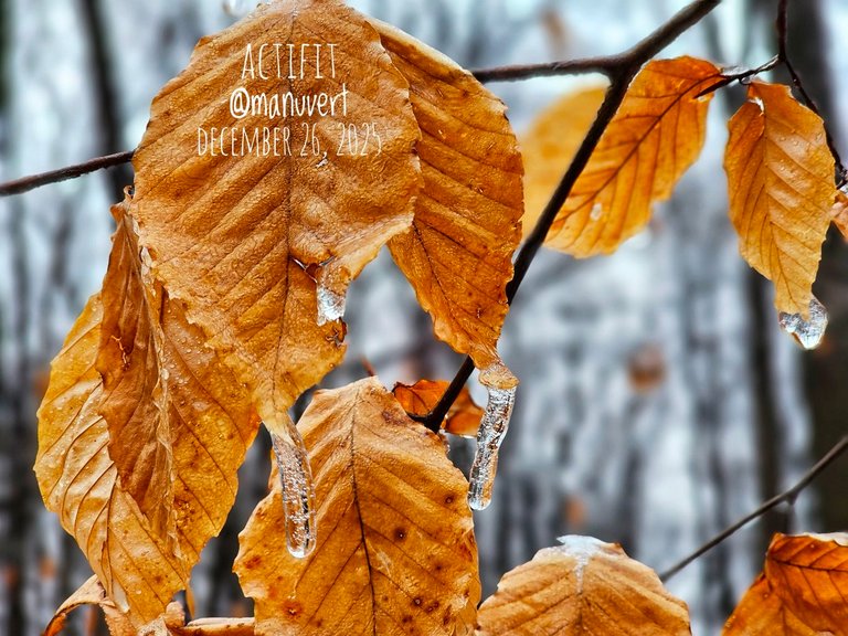 My Actifit Report Card: December 26 2025