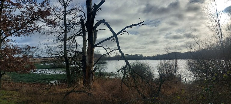 A walk in the woods of Dwingelderveld - My Actifit Report Card: December 31 2025