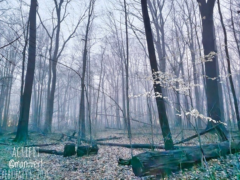 The Mist - My Actifit Report Card: March 6 2026