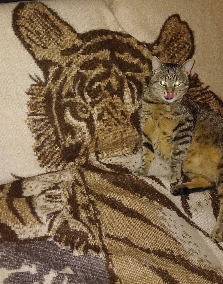 My Actifit Report Card: January 6 2026