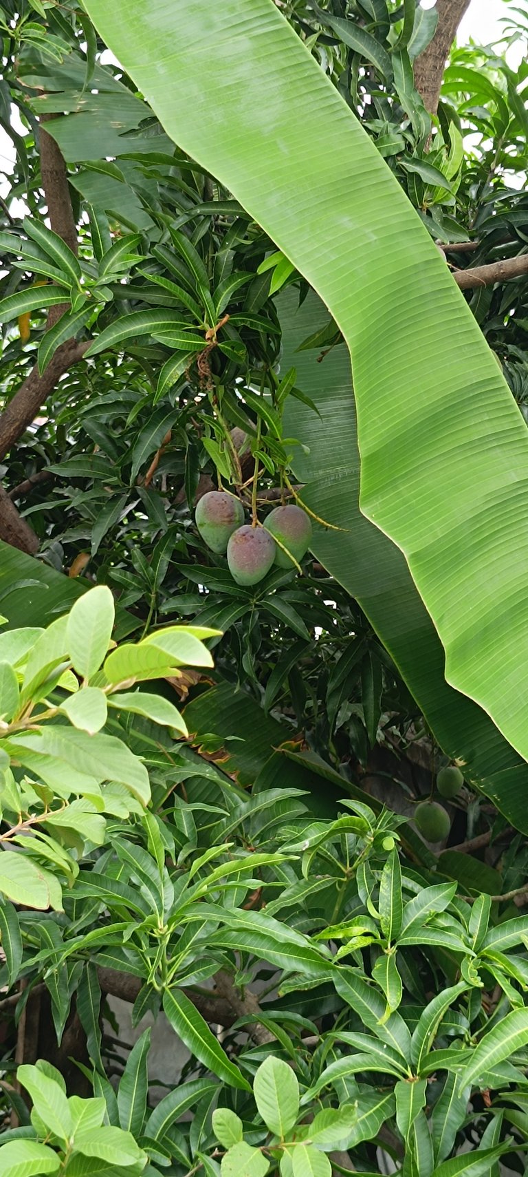 Mango ðŸ¥