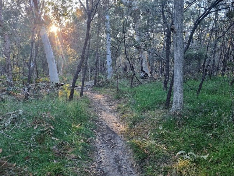 My Actifit Report Card: July 13 2025