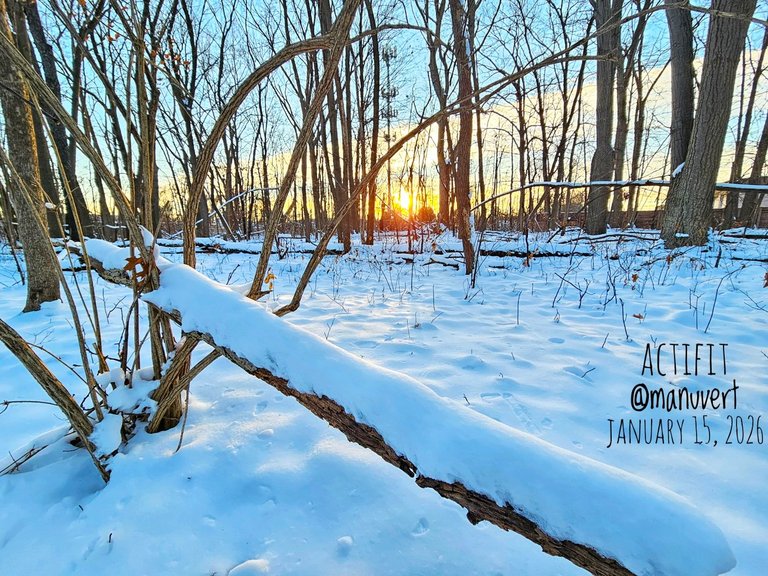 My Actifit Report Card: January 15 2026