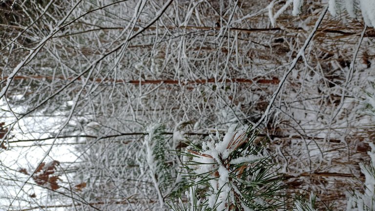 My Actifit Report Card: January 2 2026