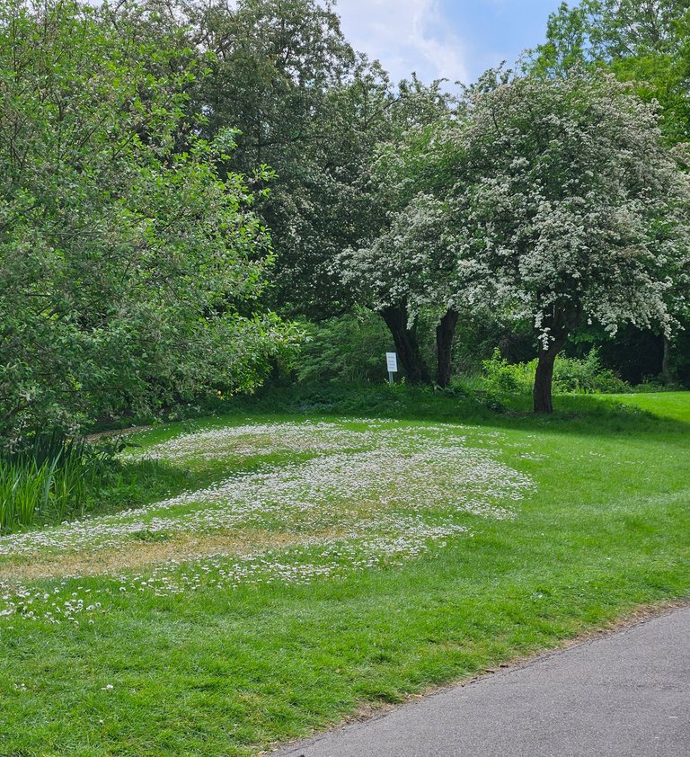 Spring walk  : My Actifit Report Card: May 12 2026