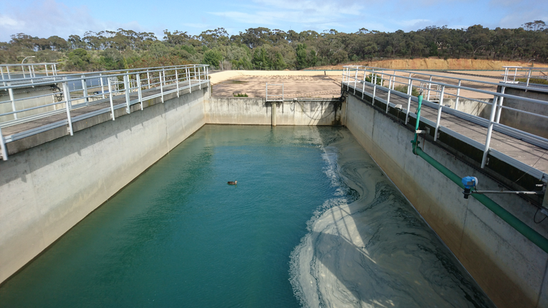 A duck swims atop the surface of a granular media filter at a water treatment plant