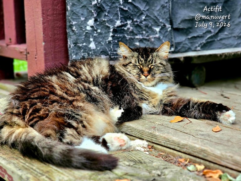 Caturday in My Actifit Report Card: July 9 2026
