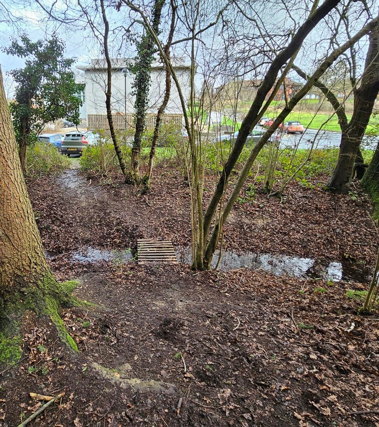 My Actifit Report Card: March 15 2026