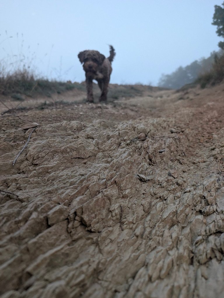 Choko on the foggy trail