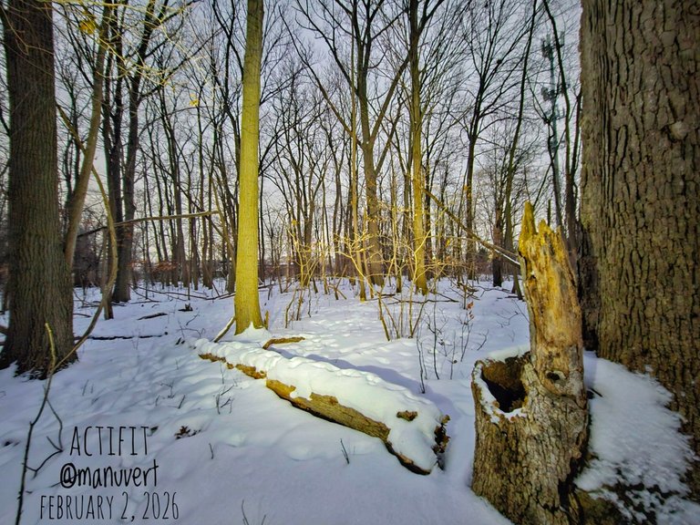 My Actifit Report Card: February 2 2026