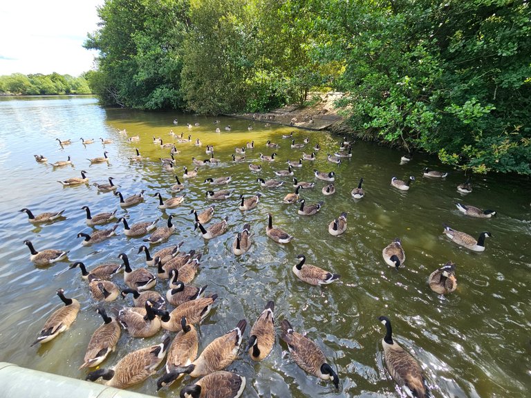Geese galore!  : My Actifit Report Card: June 21 2026