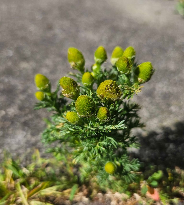Pineappleweed! My Actifit Report Card: July 4 2024