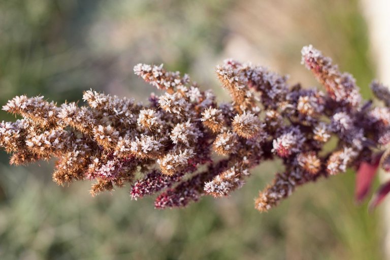  "Dried Amaranthus cruentus"