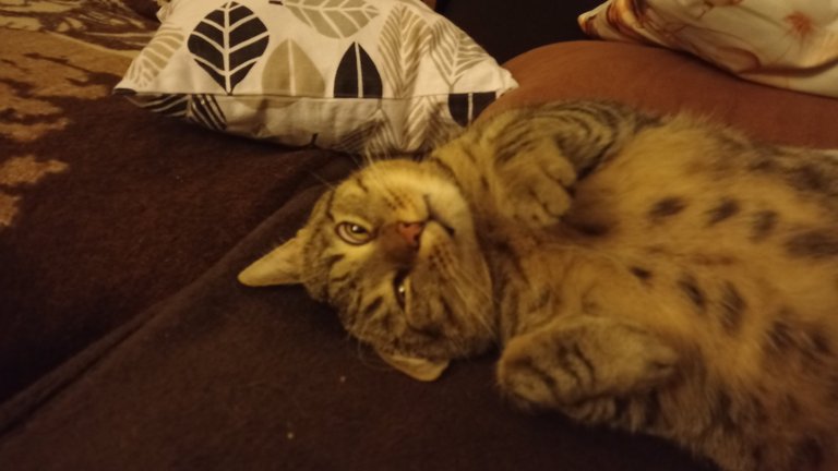 My Actifit Report Card: February 4 2026