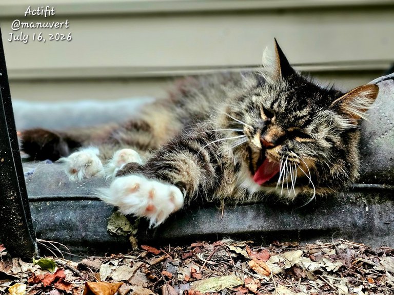 Hazy Caturday - My Actifit Report Card: July 16 2026