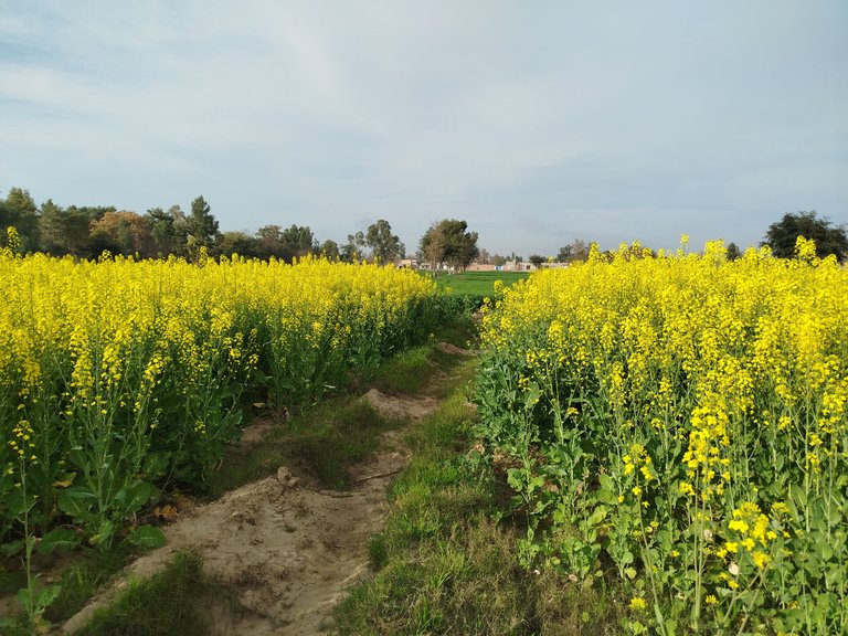 My Actifit Report Card: February 17 2026