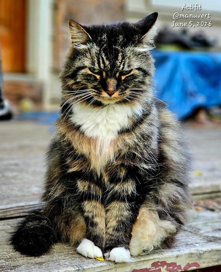 Caturday in My Actifit Report Card: June 5 2026
