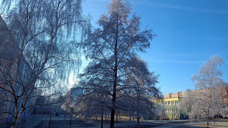 My Actifit Report Card: December 29 2025