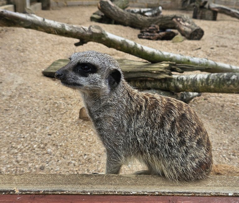 Tilgate Zoo : My Actifit Report Card: August 7 2025