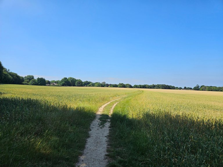 MTB bliss! : My Actifit Report Card: June 30 2025
