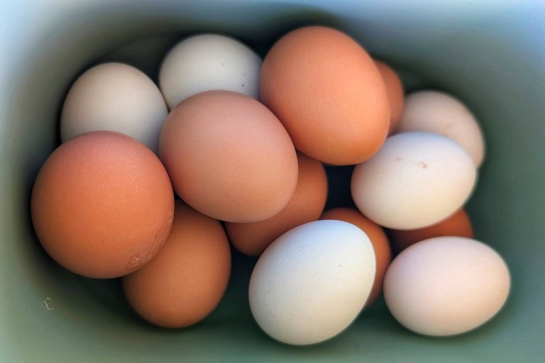 PHOTO: basket of freshly laid eggs