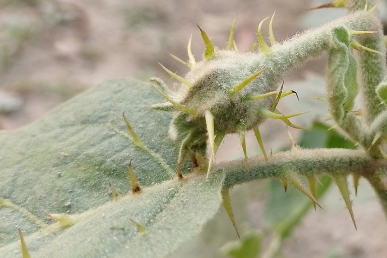 My Actifit Report Card: January 28 2026