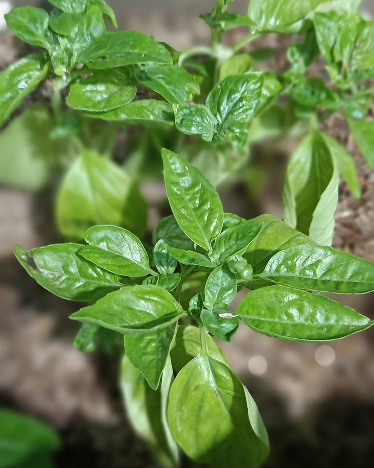 Large Leaf Basil 🌿