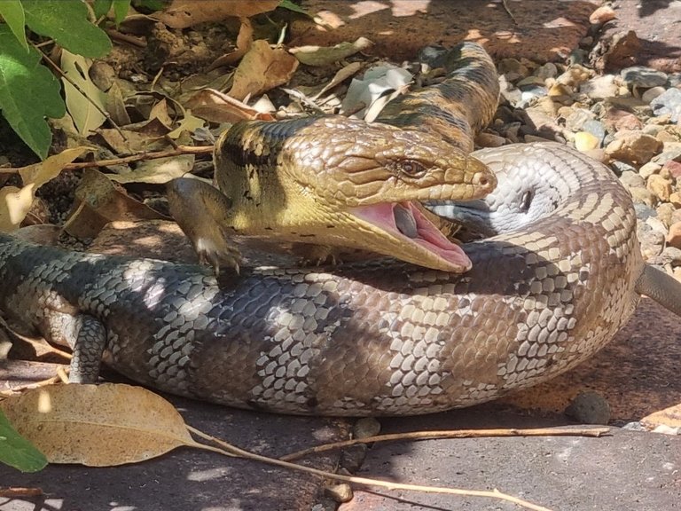 Blue Tongue Lizards : September 6 2025