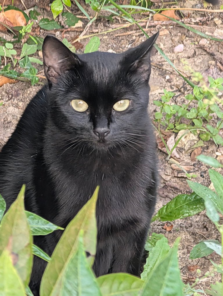 PHOTO: a black cat staring intensely from among the leaves