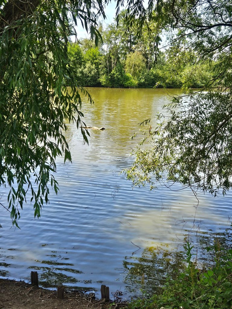 Mill pond life  : My Actifit Report Card: July 7 2026